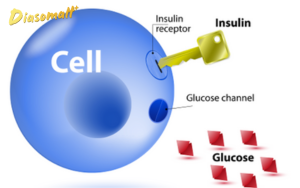 Insulin - Chìa khóa mở cửa tế bào