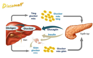 Cơ chế chuyển hóa đường trong cơ thể - Kháng Insulin