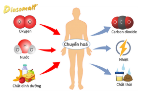 Quá trình trao đổi chất của cơ thể - Diasomalt+